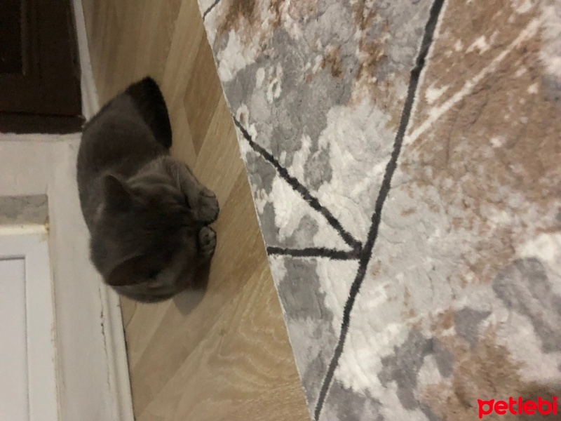 Scottish Fold, Kedi  Duman fotoğrafı