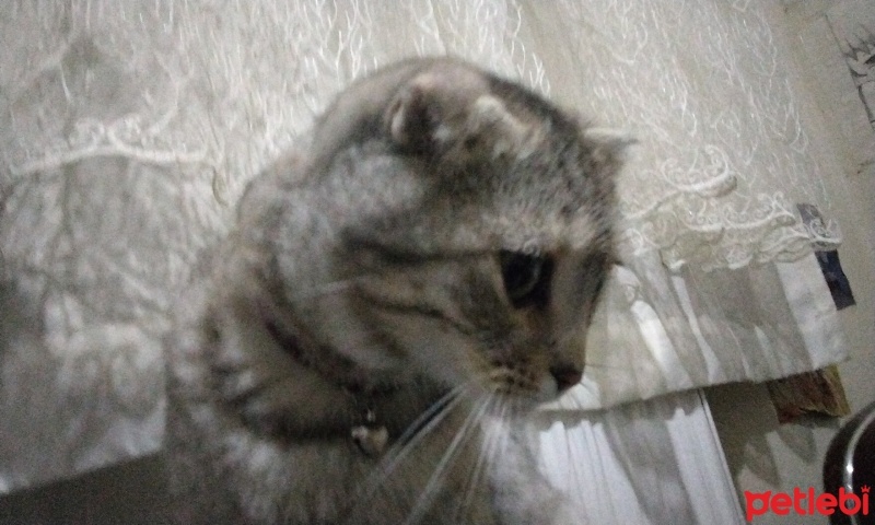 Scottish Fold, Kedi  Venüs fotoğrafı