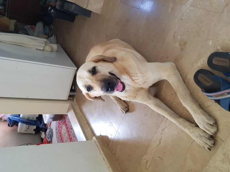 Akbaş, Köpek Asil fotoğrafı