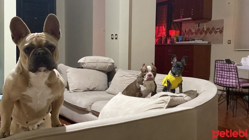 Fransız Bulldog, Köpek Dori Moni Bade fotoğrafı