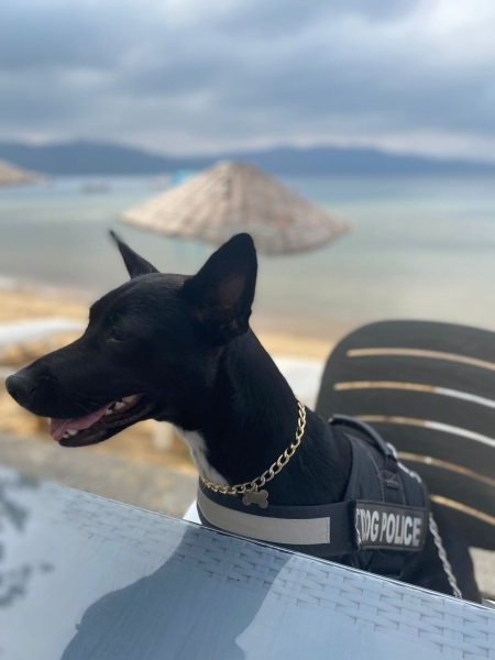 Sokö (Sokak Köpeği), Köpek Ceku Balım fotoğrafı