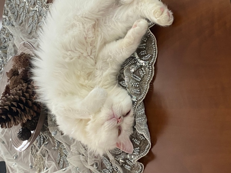 British Longhair, Kedi  venüs fotoğrafı