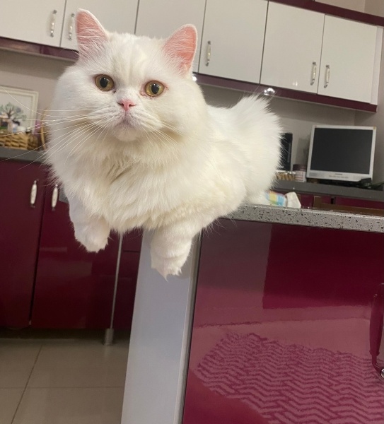 British Longhair, Kedi  venüs fotoğrafı