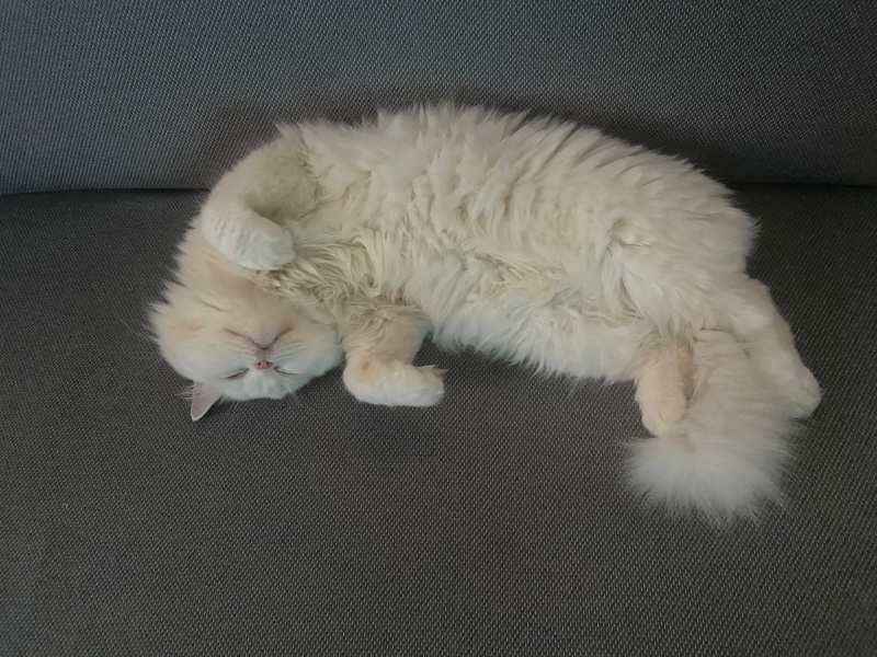 British Longhair, Kedi  venüs fotoğrafı