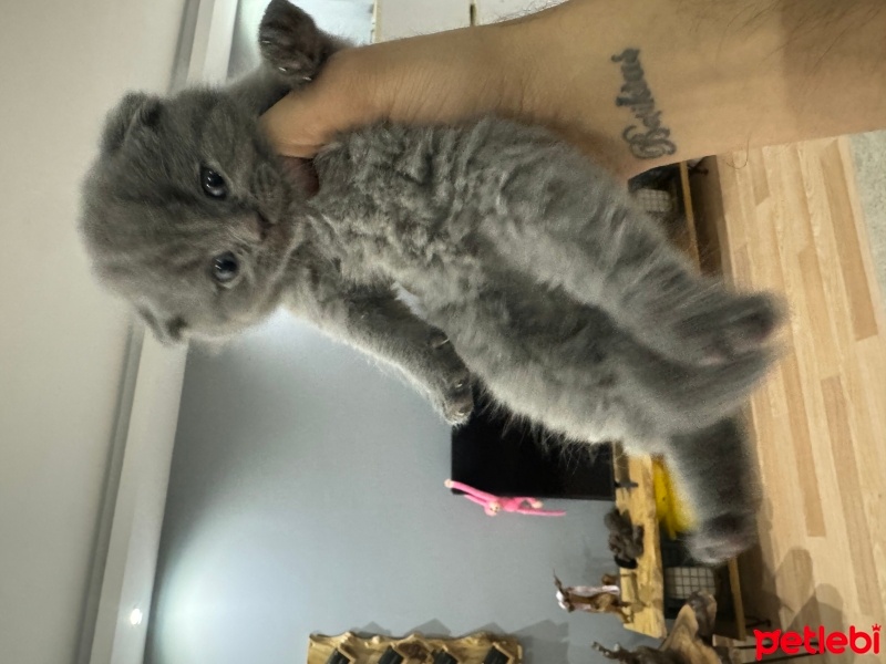 Scottish Fold, Kedi  Paşa fotoğrafı