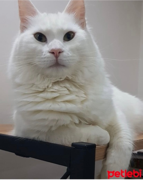 Ankara Kedisi, Kedi  Venus fotoğrafı