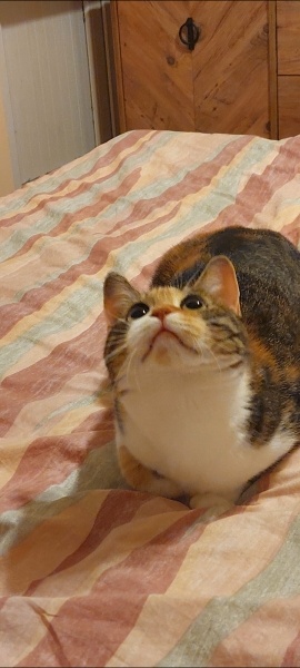 Tekir Kedi, Kedi Tarcin fotoğrafı