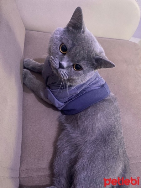 British Shorthair, Kedi  Venüs fotoğrafı