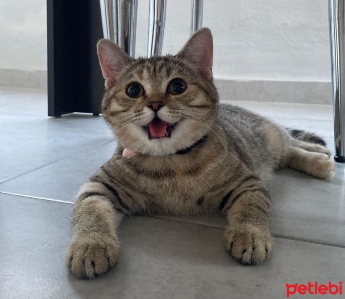 British Shorthair, Kedi  fıstık fotoğrafı
