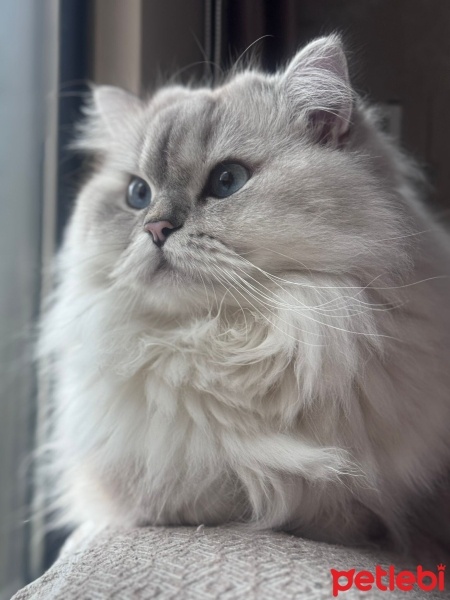 British Longhair, Kedi  Venüs fotoğrafı