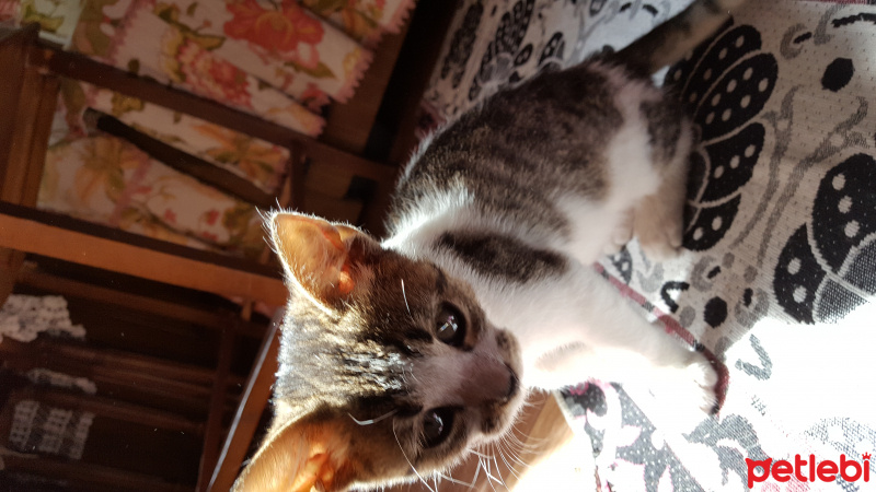 Tekir Kedi, Kedi Jerry fotoğrafı