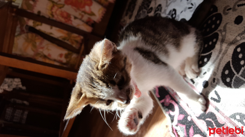 Tekir Kedi, Kedi Jerry fotoğrafı