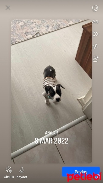 Jack Russell Terrier, Köpek Siri fotoğrafı