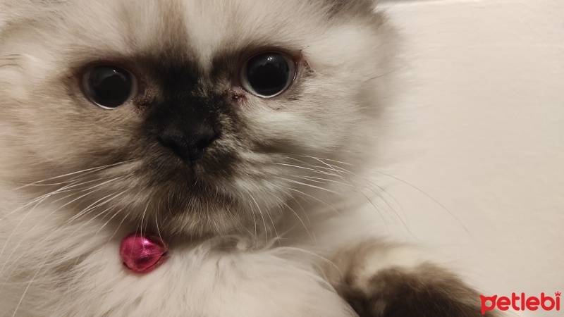 British Longhair, Kedi  Venüs fotoğrafı