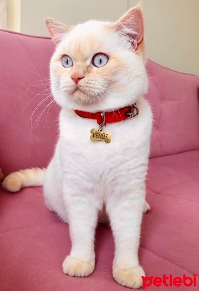 British Shorthair, Kedi  Venüs fotoğrafı