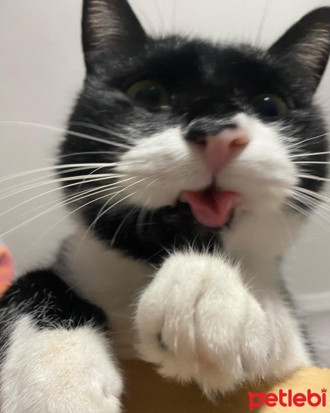 Tuxedo (Smokin) Kedi, Kedi  Venüs fotoğrafı