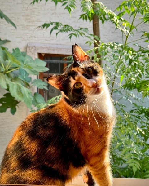 Colorpoint Shorthair, Kedi Arımaya fotoğrafı