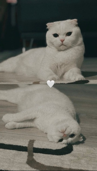 Scottish Fold, Kedi Parla fotoğrafı