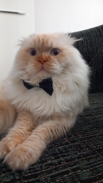 Chinchilla, Kedi Rüzgar fotoğrafı