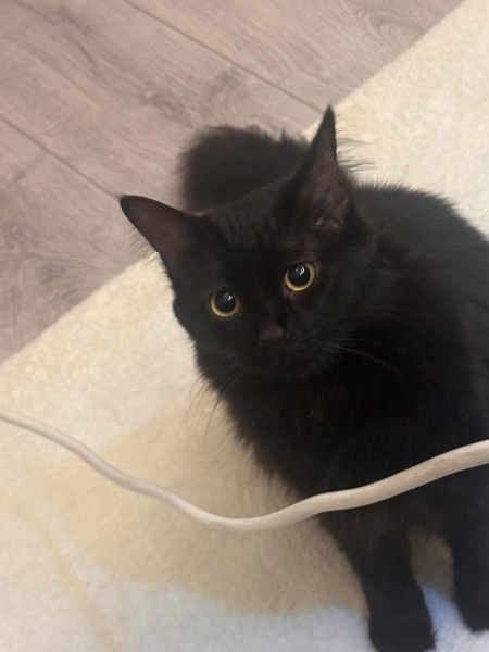 Tekir Kedi, Kedi neva fotoğrafı