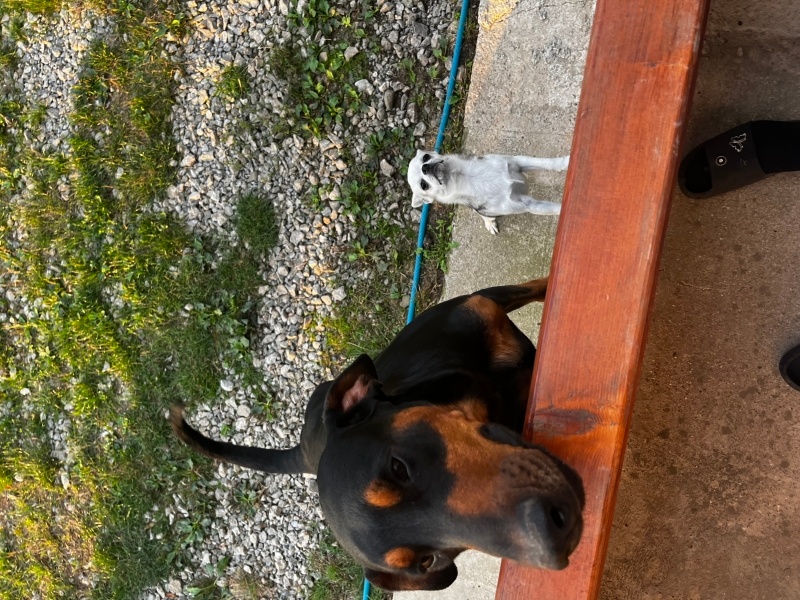 Doberman Pinscher, Köpek Rocky fotoğrafı