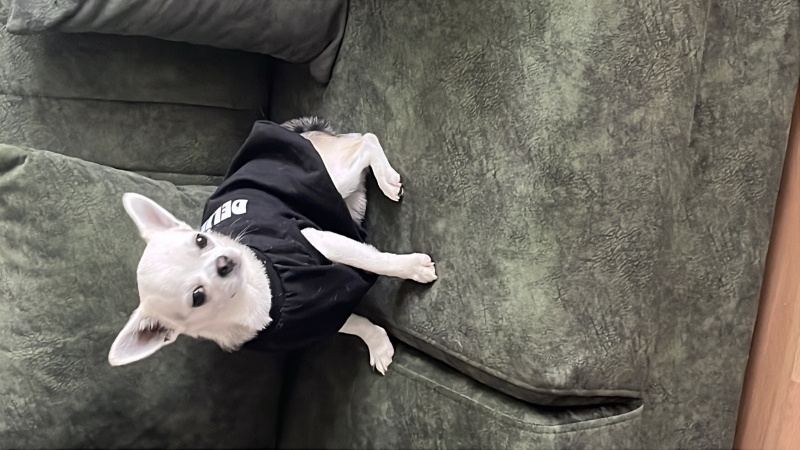 Doberman Pinscher, Köpek Rocky fotoğrafı