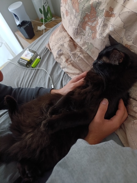 Tekir Kedi, Kedi  Mia fotoğrafı