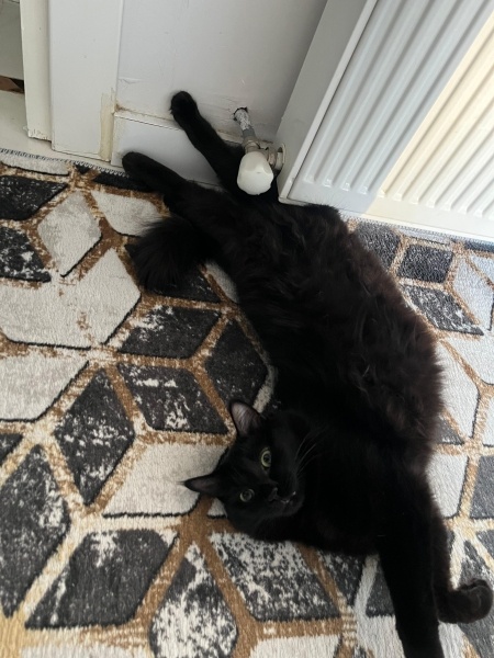 Bombay, Kedi Mia fotoğrafı