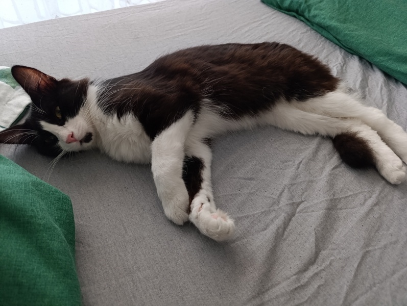 Tuxedo (Smokin) Kedi, Kedi Loki fotoğrafı