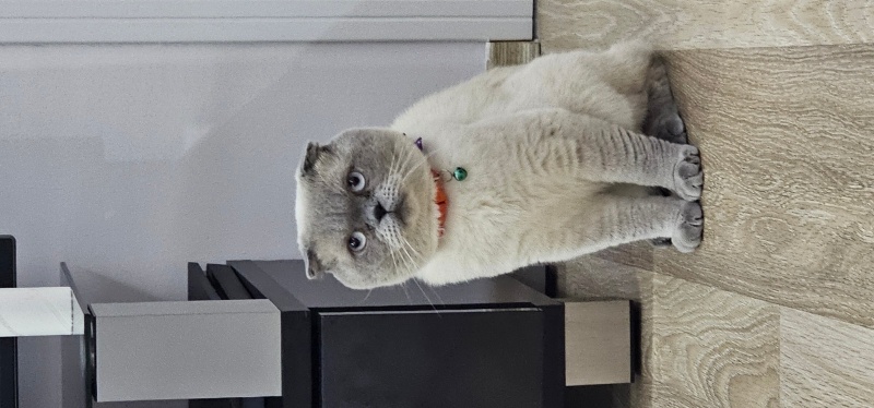 Scottish Fold, Kedi Şakircan fotoğrafı