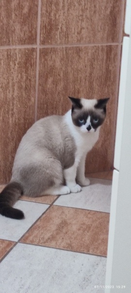 Birman, Kedi  Karamel fotoğrafı