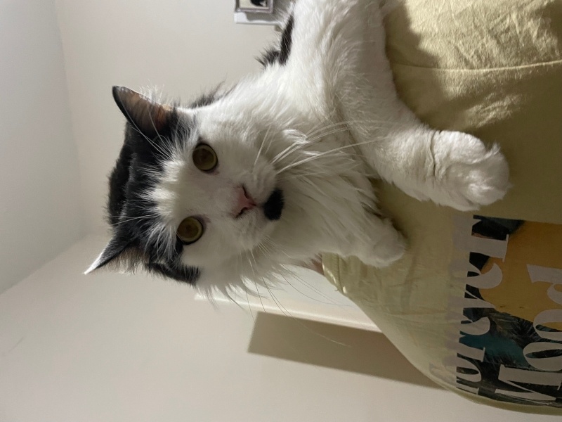 Tekir Kedi, Kedi Kuki fotoğrafı