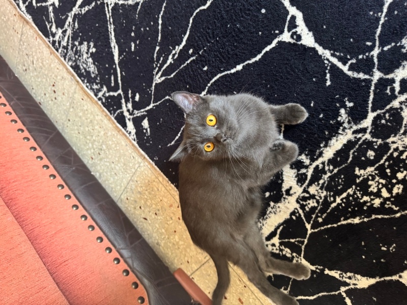 British Shorthair, Kedi  Balım fotoğrafı