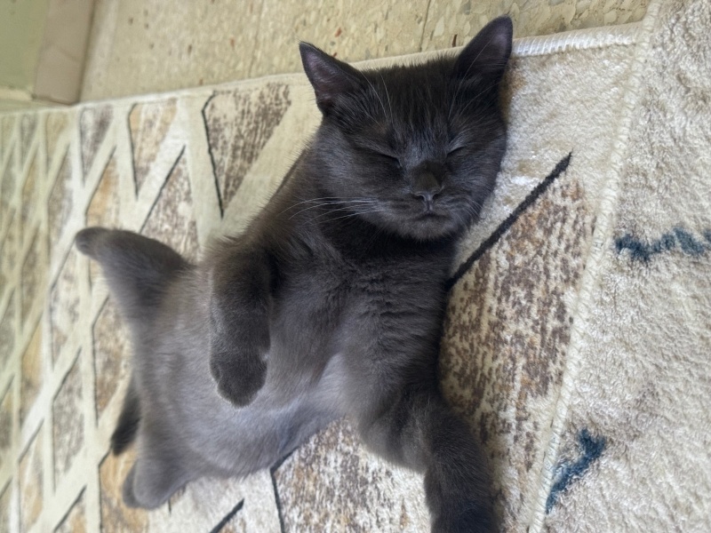 British Shorthair, Kedi  Balım fotoğrafı