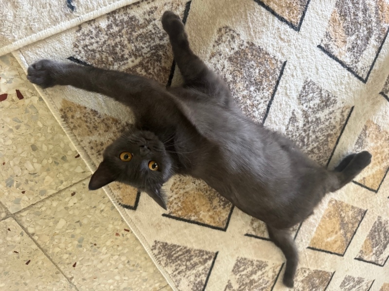 British Shorthair, Kedi  Balım fotoğrafı