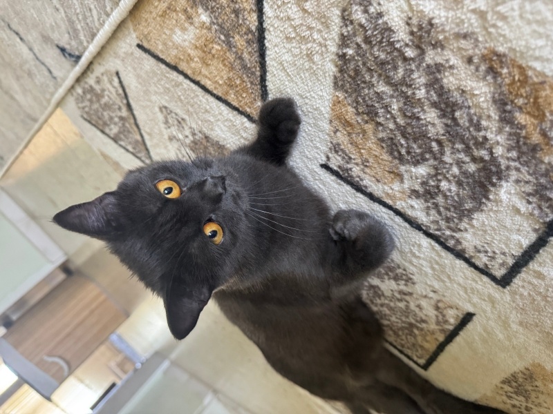 British Shorthair, Kedi  Balım fotoğrafı