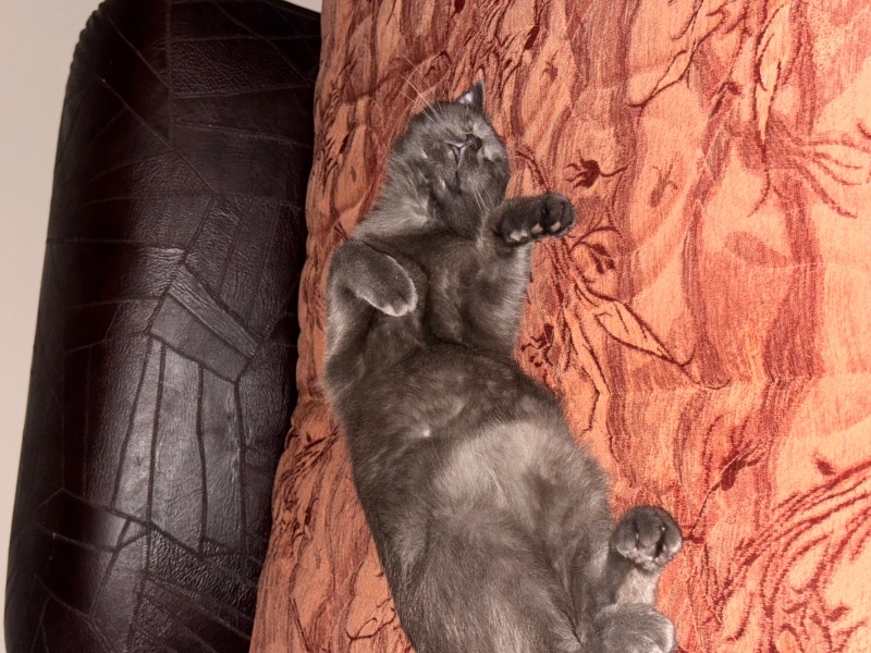 British Shorthair, Kedi  Balım fotoğrafı