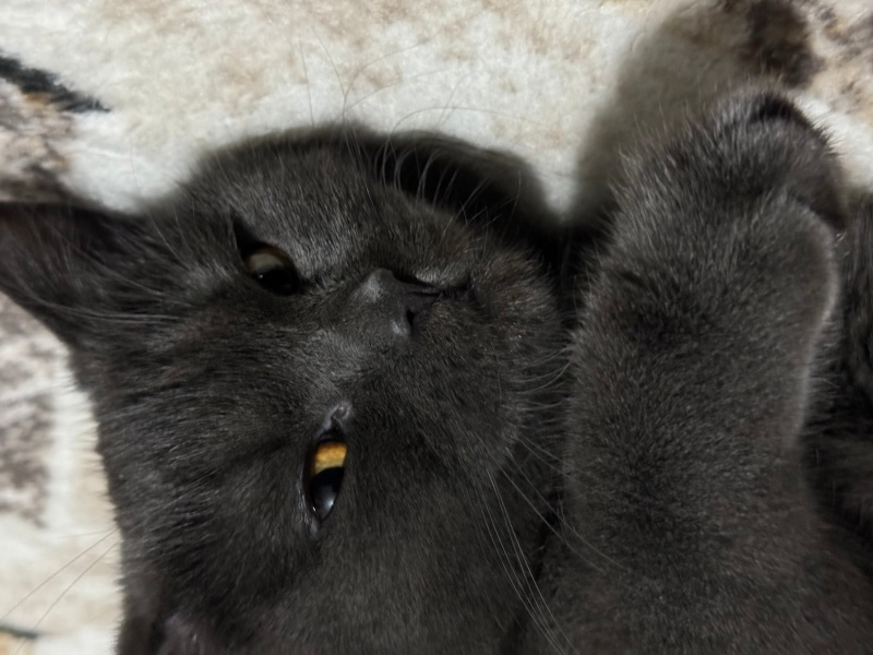 British Shorthair, Kedi  Balım fotoğrafı