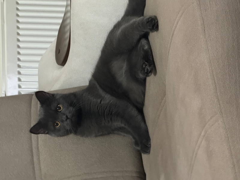 British Shorthair, Kedi  Balım fotoğrafı