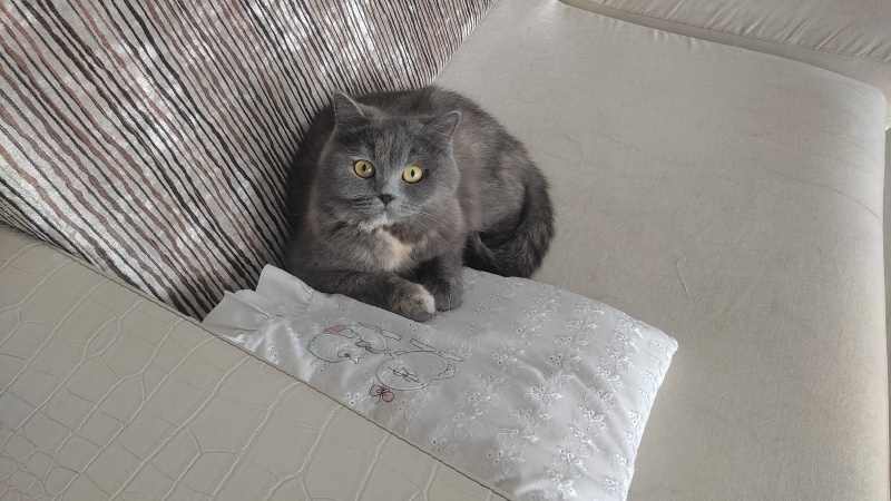 British Shorthair, Kedi  Luna fotoğrafı