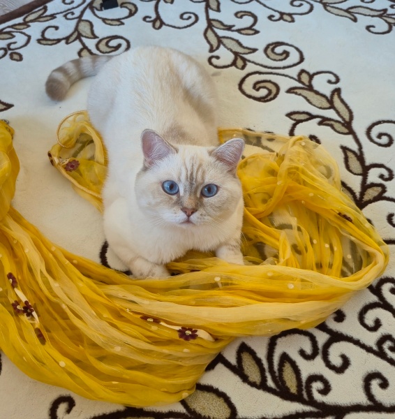 British Shorthair, Kedi  Luna fotoğrafı