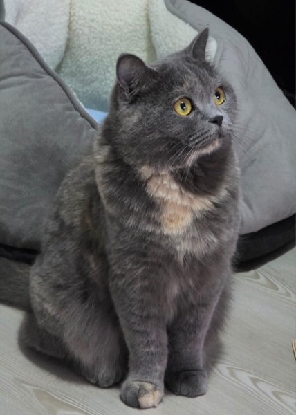 British Shorthair, Kedi  Luna fotoğrafı