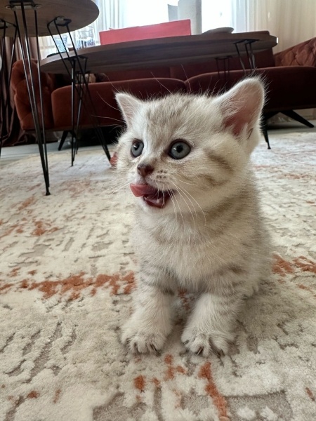 British Shorthair, Kedi Minik yavrular fotoğrafı