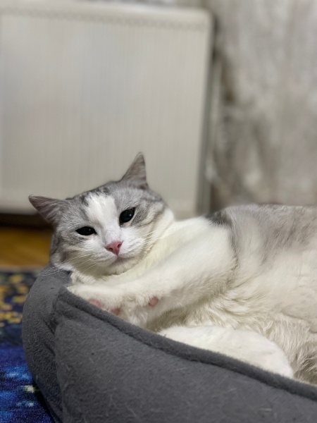 British Shorthair, Kedi Çakır fotoğrafı