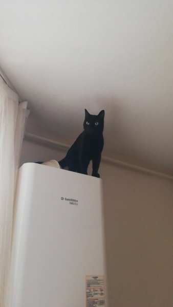 Tekir Kedi, Kedi  Fıstık fotoğrafı