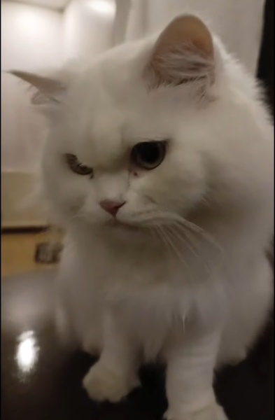 British Longhair, Kedi  PONÇİK fotoğrafı
