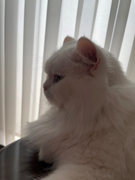 British Longhair, Kedi  PONÇİK fotoğrafı