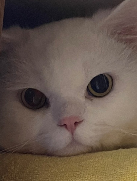 British Longhair, Kedi  PONÇİK fotoğrafı