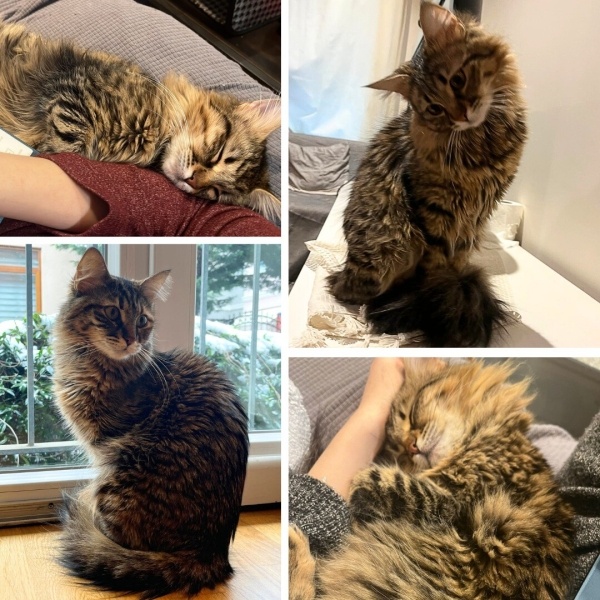 Tekir Kedi, Kedi  iFıstık ve Çılek fotoğrafı