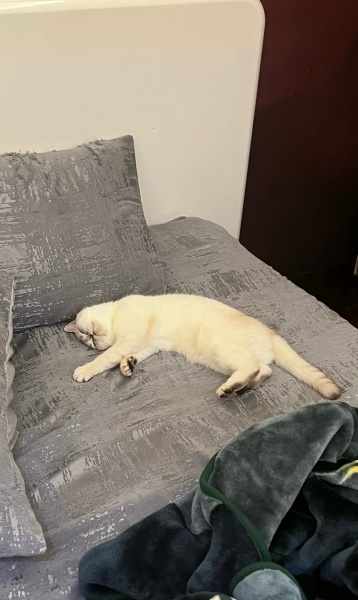 Scottish Fold, Kedi  Fıstık fotoğrafı